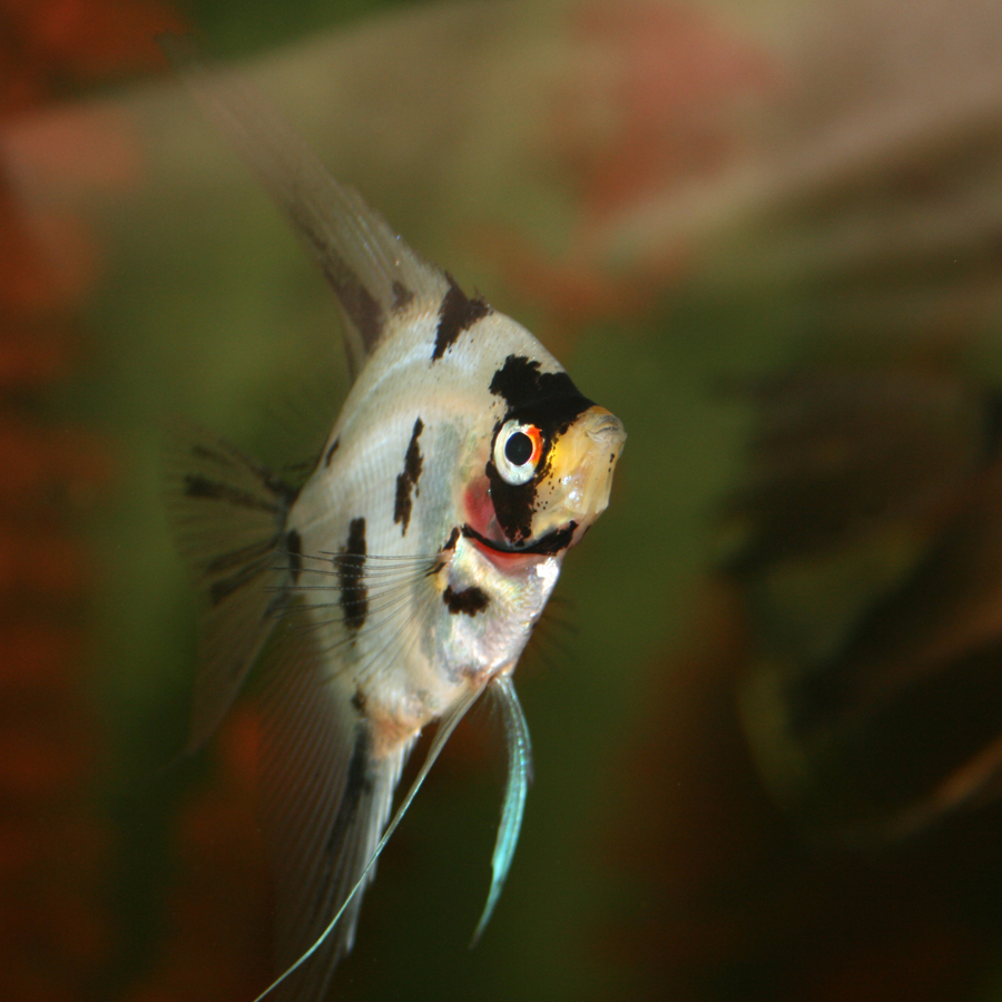 Angelfish